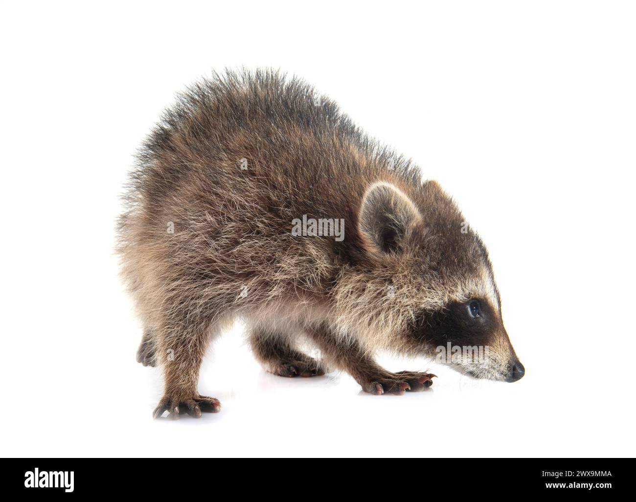 young raccoon in front of white background Stock Photo