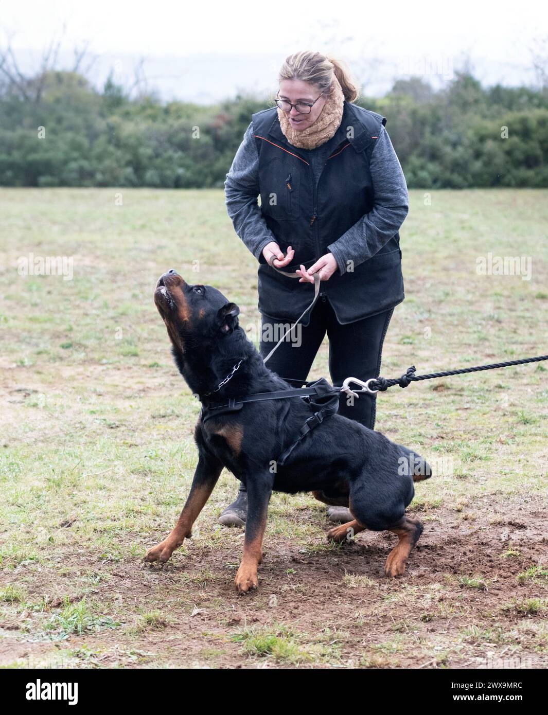 young rottweiler training for protection sport and police Stock Photo ...
