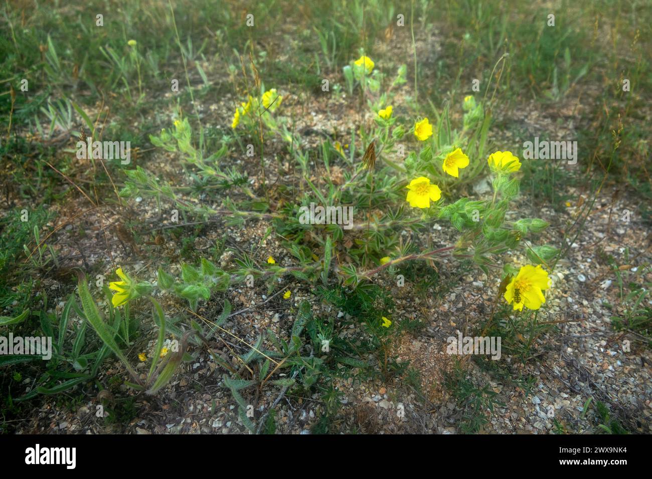 It's like the Prairieweed (Potentilla fruticosa) but the herbaceous form. Sea of Azov, Arabatskaya strelka. Saline grounds Stock Photo