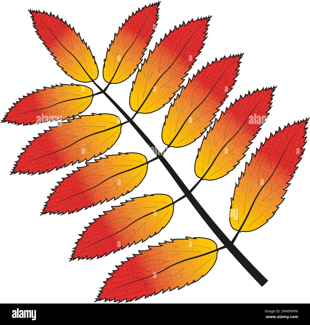 Rowan leaf, fall. Vector color drawing Stock Vector