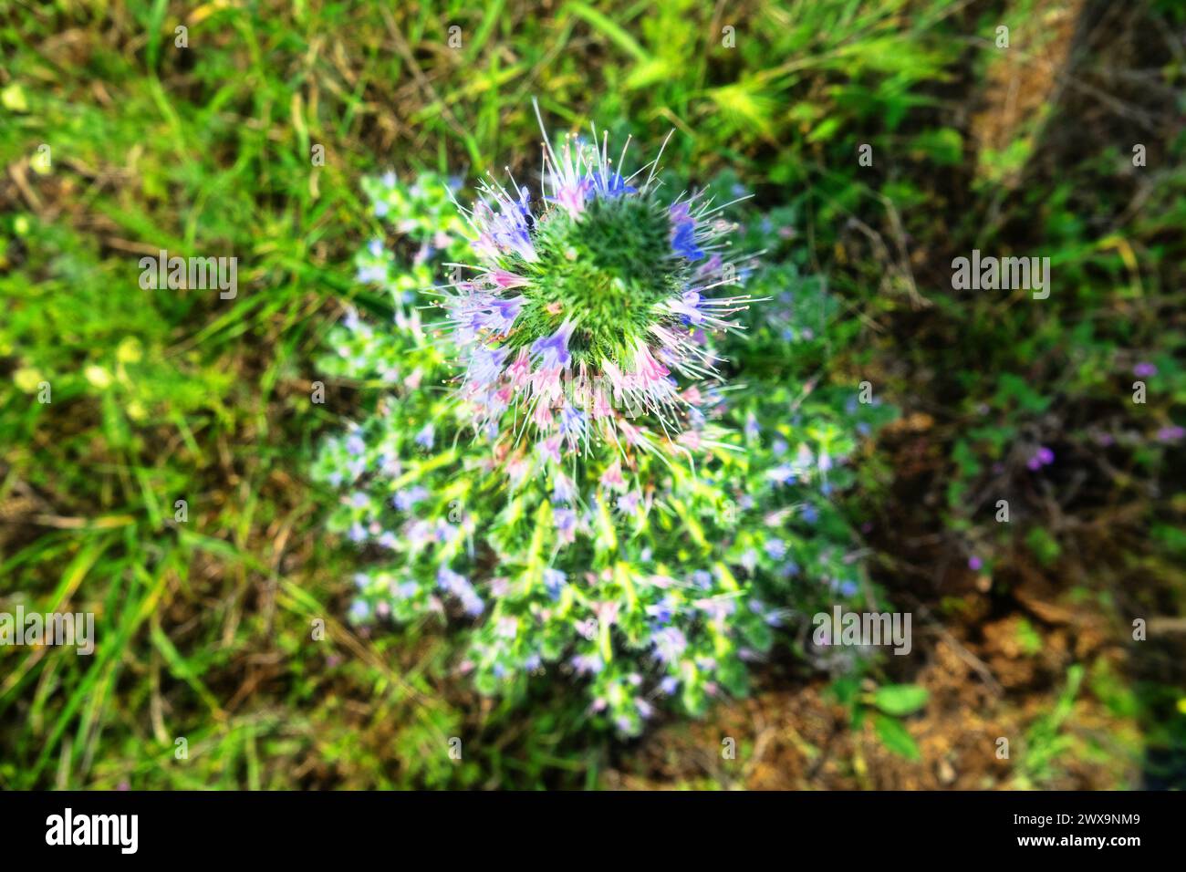 Bugloss, echium (Echium biebersteinii). Dry steppe with intensive grazing of cattle and sheep, but this plant is not eaten because it is highly poison Stock Photo