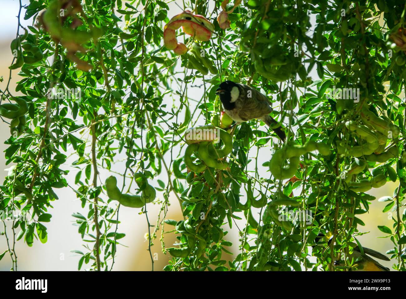 Imlee (Tamarindus indica, Pithecellobium dulce) evergreen tree with legumes, and White-cheeked bulbul (Pycnonotus leucotis mesopotamia) feeds with swe Stock Photo