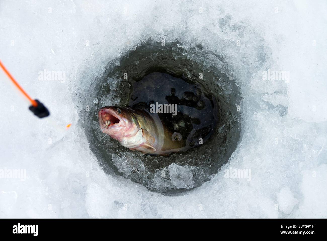 Young pikeperch caught during ice fishing. Photo of fish extracted from the hole in ice Stock Photo