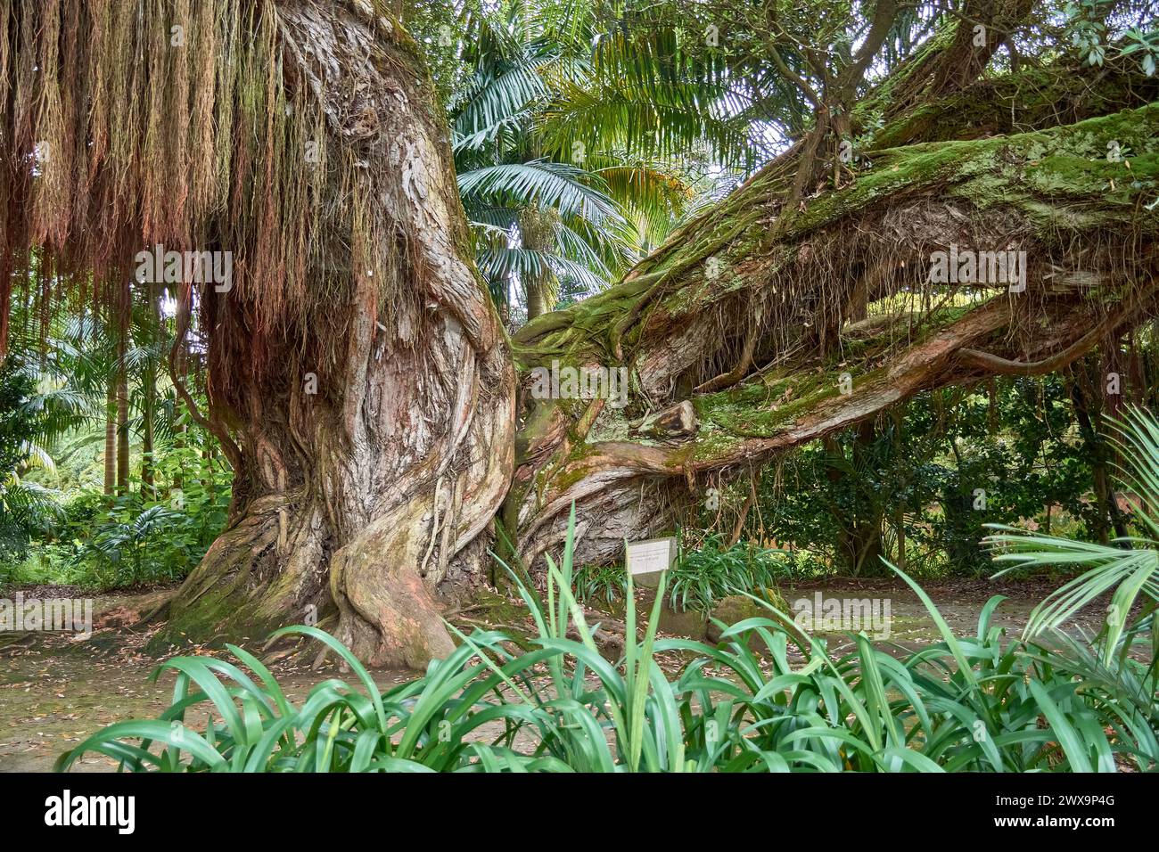 Twisted trunk of ancient Northern Rata tree (metrosideros robusta) in Terra Nostra Park and gardens with more than 2000 different trees on Sao Miguel Stock Photo