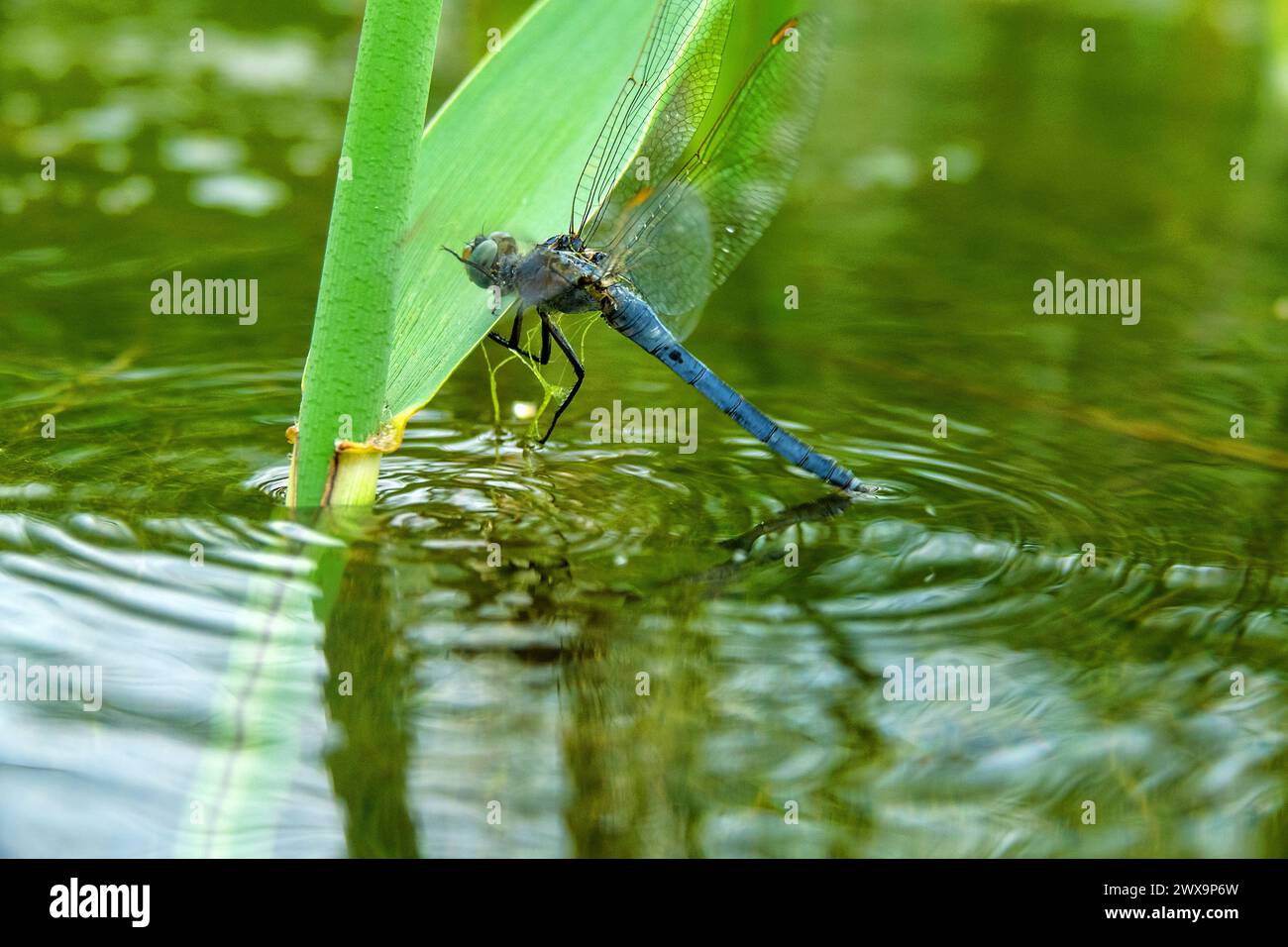 Southern skimmer (Orthetrum brunneum) male. Eastern Crimea, Kerch