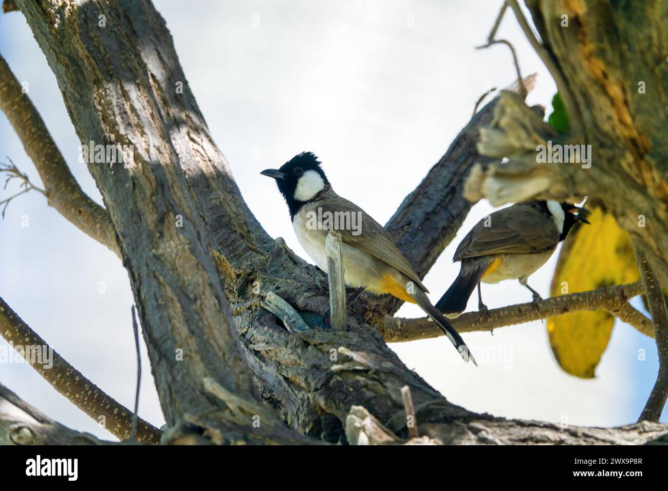 Red-vented Bulbul (Pycnonotus cafer) in Arab Emirates. Winter Stock Photo