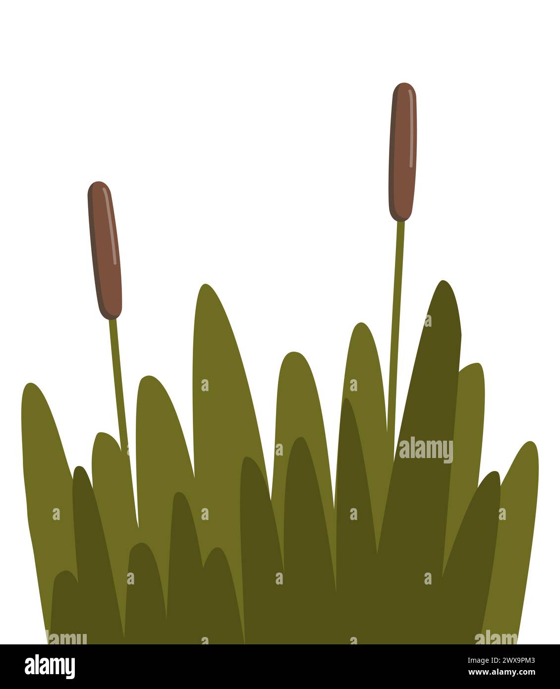 Reed, sedge and grass. Robust plant that grows in wetlands and along bodies of water, with narrow, cylindrical stems, distinctive seed heads and elong Stock Vector