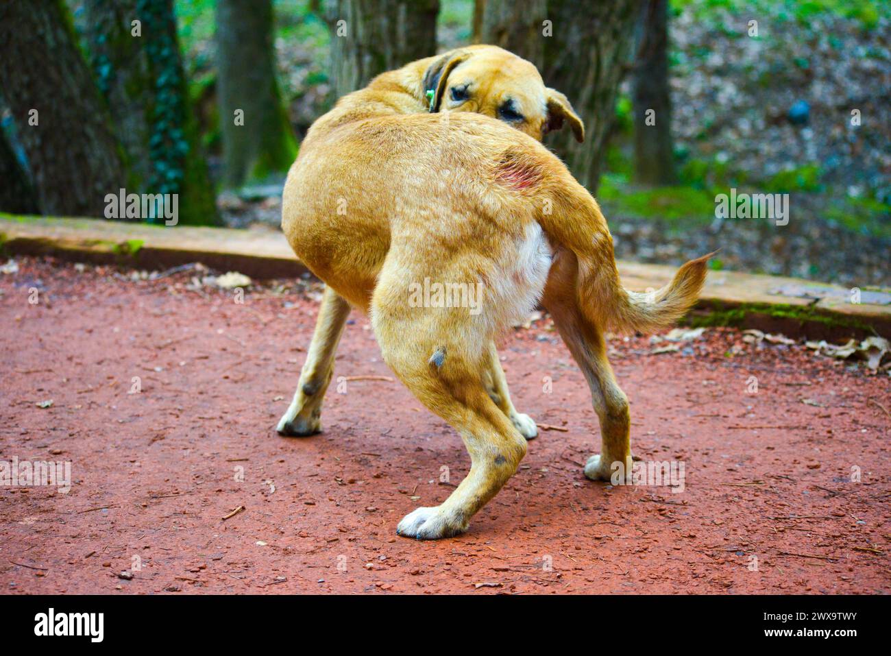 scratchingstray-hi-res-stock-photography-and-images-alamy