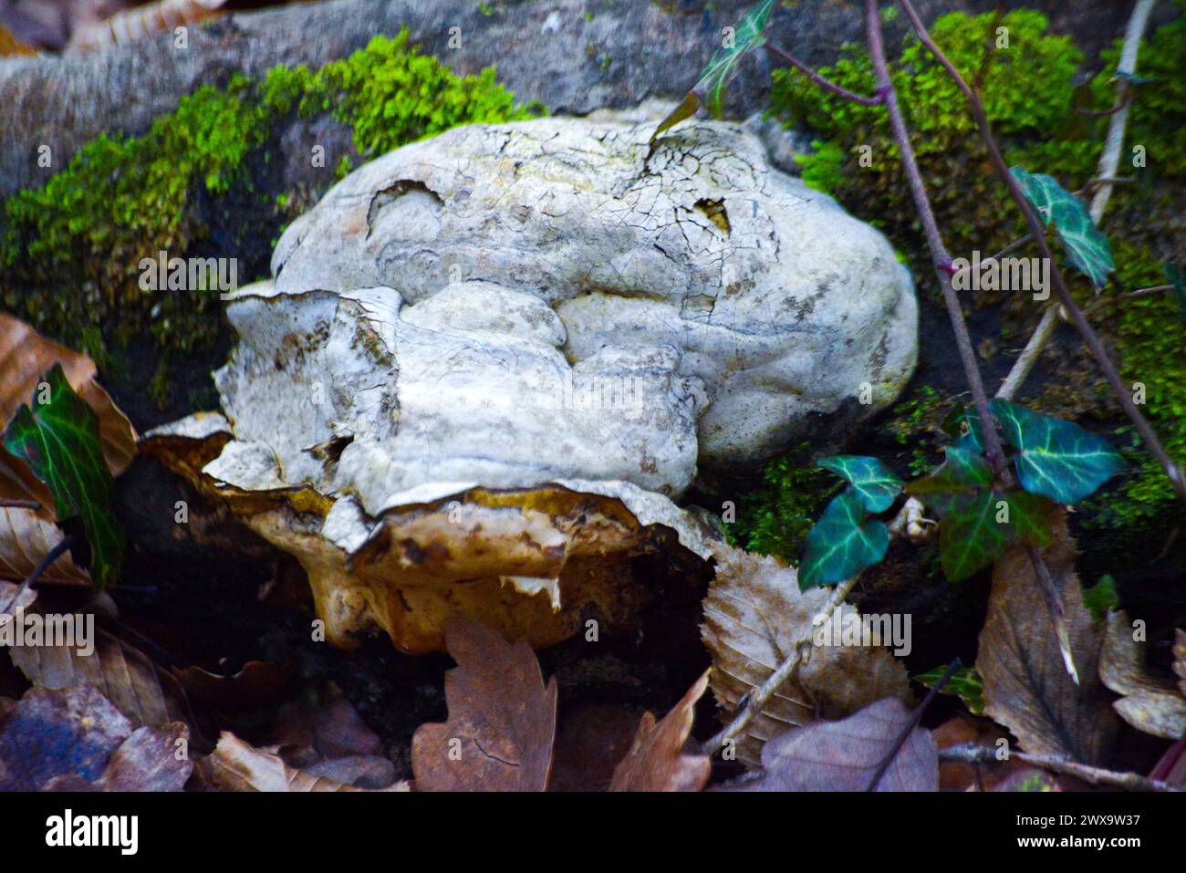 Mushrooms thrive naturally on the tree trunk, showcasing the symbiotic relationship between fungus and woodland ecology. Stock Photo