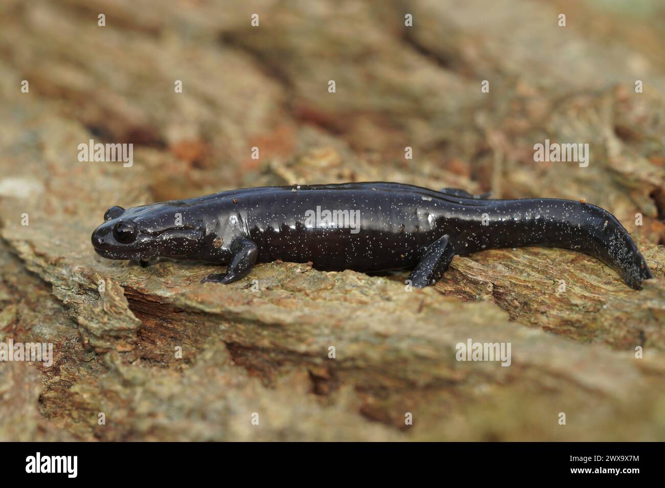 Detailed closeup on a dark and rare Japanese Ishizuchi endemic streamside salamander , Hynobius hirosei on wood Stock Photo