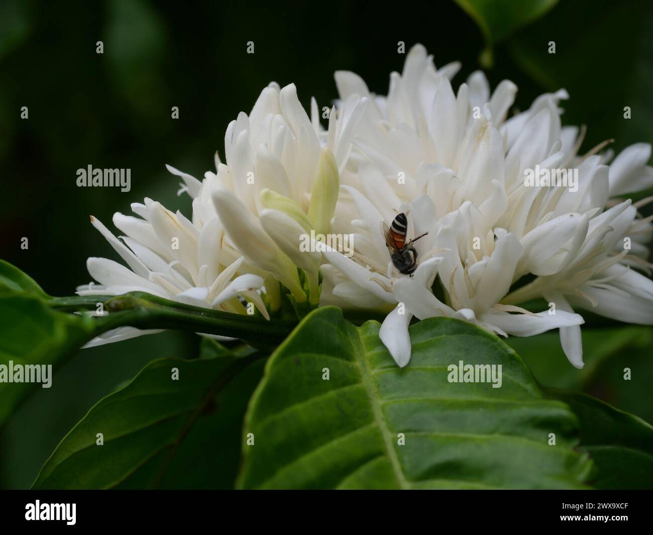 Red dwarf Honey bee on Robusta coffee blossom on tree plant with green leaf with black color in background. Petals and white stamens Stock Photo