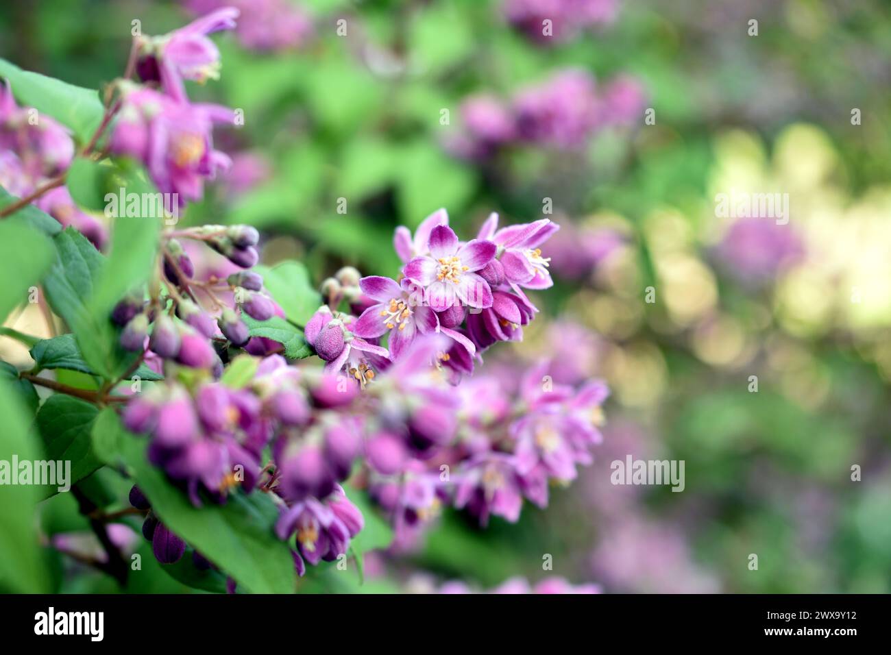 Greeting card. Pink clusters of deutzia flowers are photographed against a background of green leaves. Stock Photo