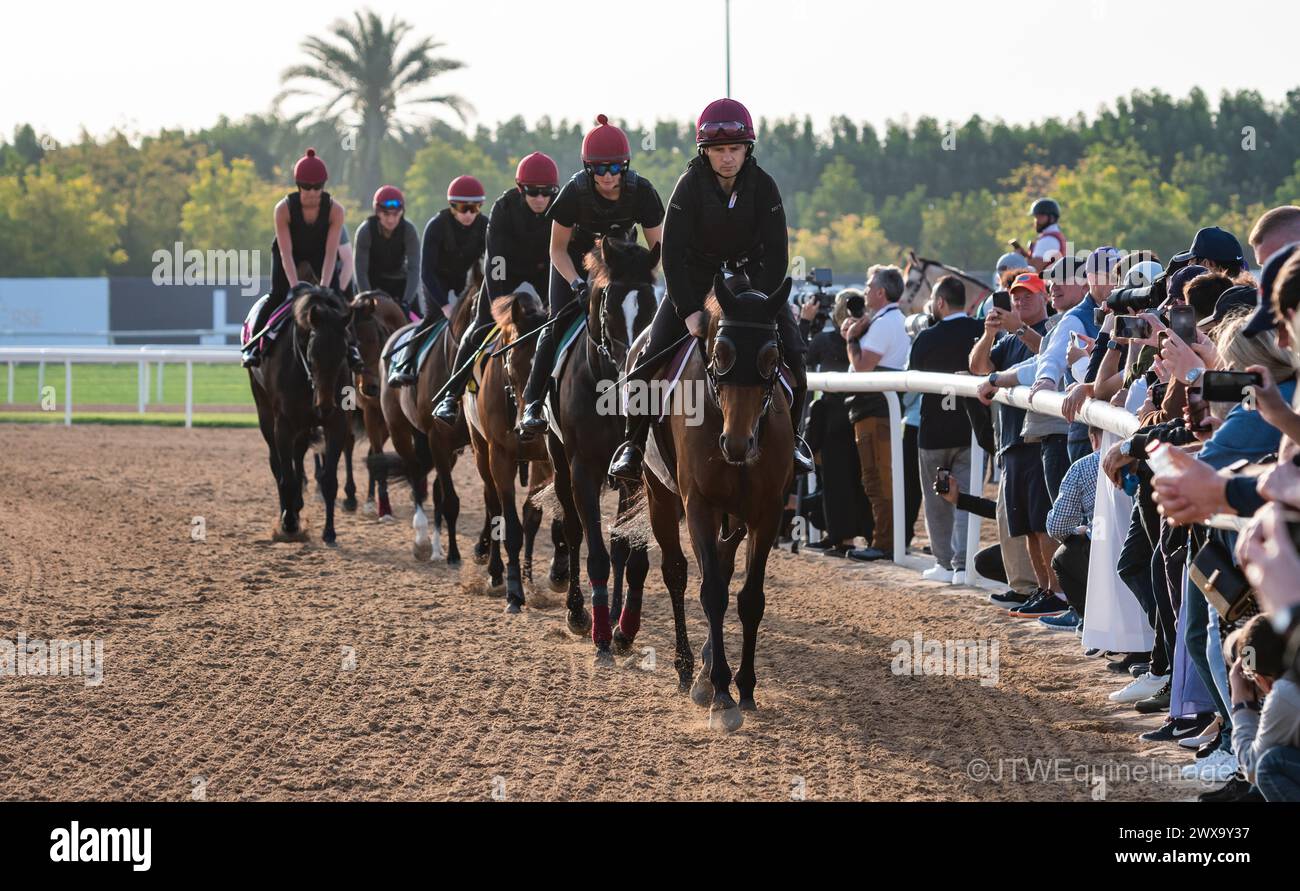 Meydan Racecourse, Dubai, UAE, Friday 29th March 2024; the Aidan O'Brien trained septet of Tower of London, Auguste Rodin, Luxembourg, Point Lonsdale, Henry Adams, Navy Seal and Cairo take part in trackwork at Meydan Racecourse, ahead of the Dubai World Cup meeting on Saturday 30th March 2024. Credit JTW Equine Images / Alamy Live News Stock Photo