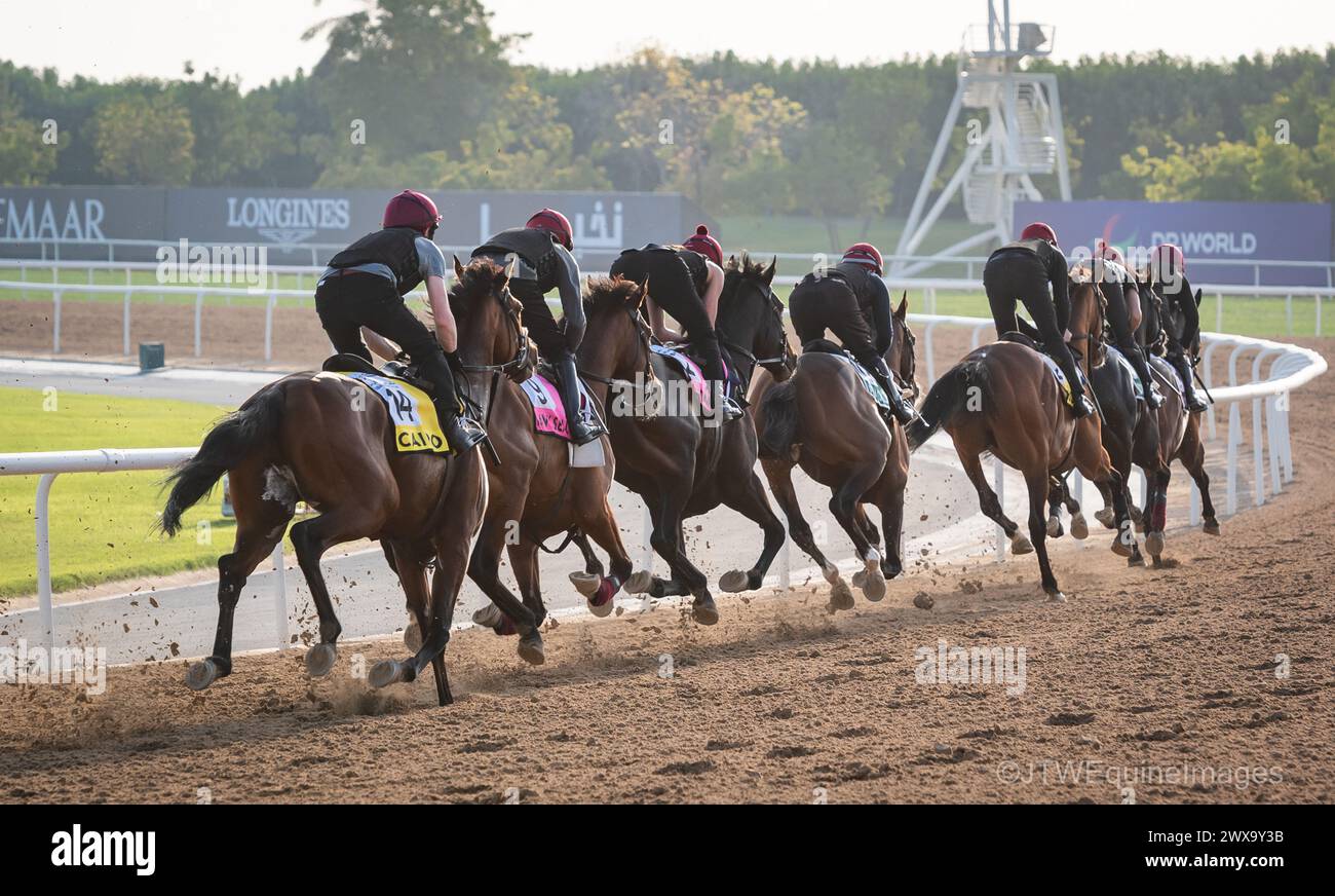 Meydan Racecourse, Dubai, UAE, Friday 29th March 2024; the Aidan O'Brien trained septet of Tower of London, Auguste Rodin, Luxembourg, Point Lonsdale, Henry Adams, Navy Seal and Cairo take part in trackwork at Meydan Racecourse, ahead of the Dubai World Cup meeting on Saturday 30th March 2024. Credit JTW Equine Images / Alamy Live News Stock Photo
