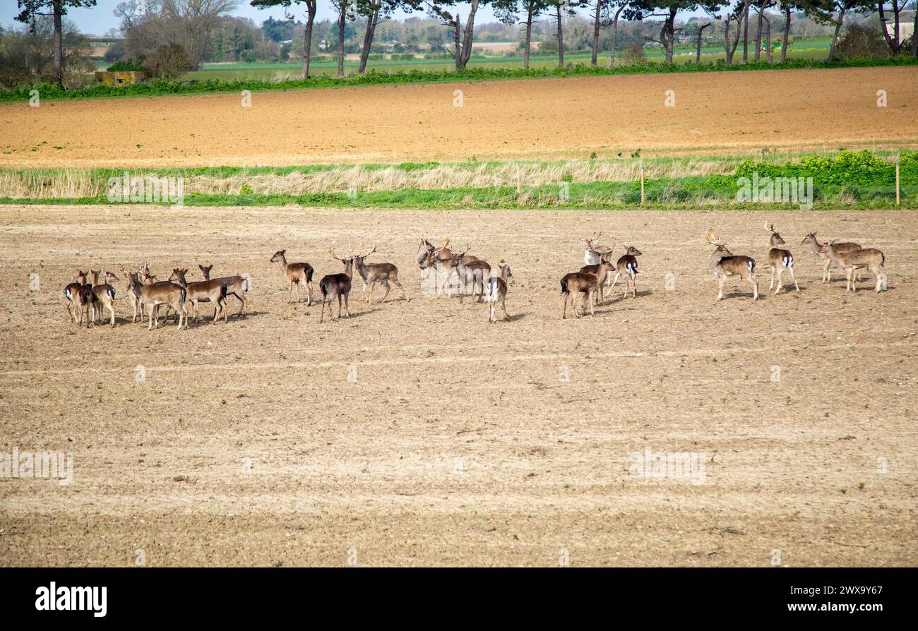 Herd of roe deer, Capreolus capreolus, standing in field, Alderton, Suffolk, England, UK Stock Photo