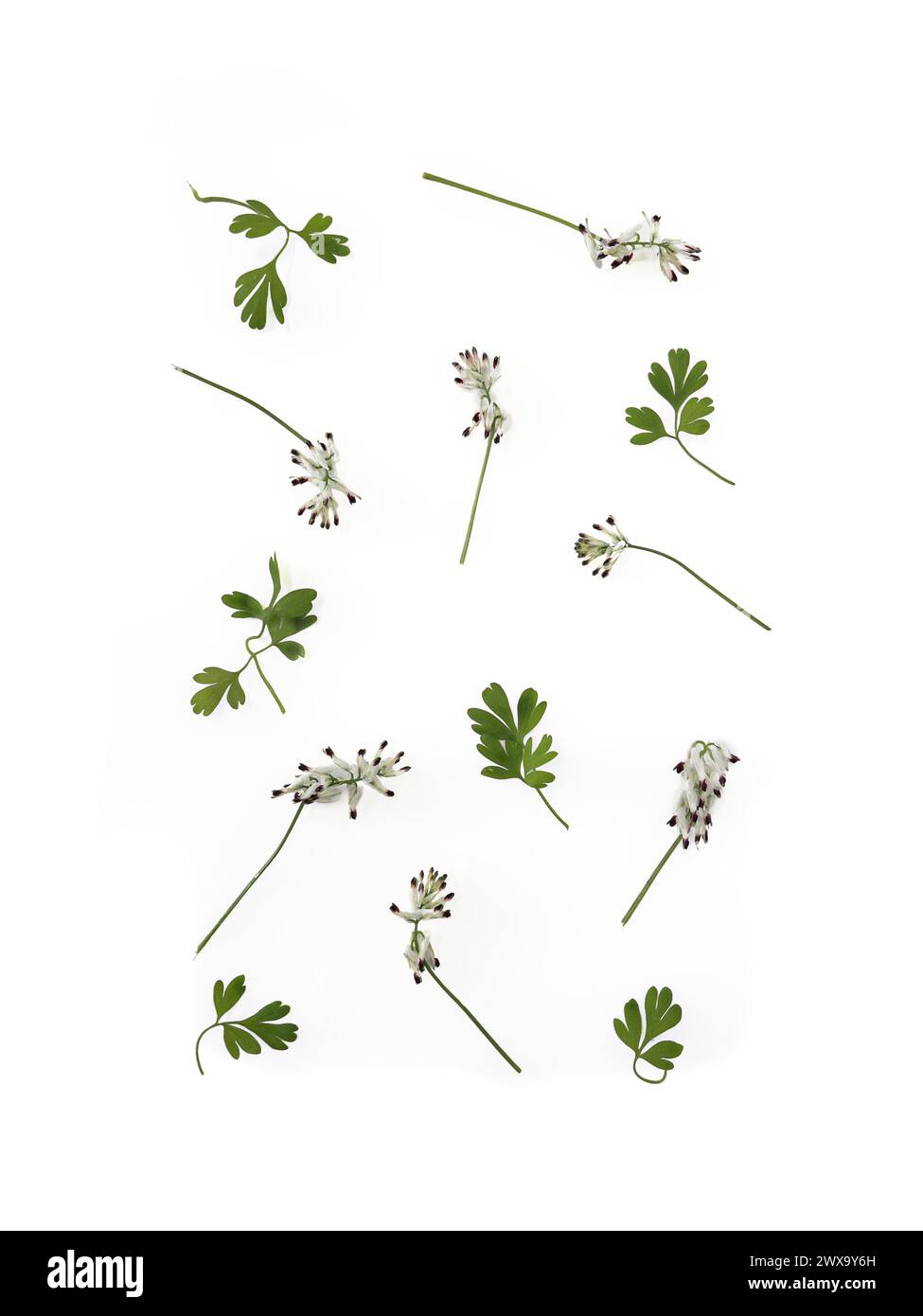 White Climbing Fumitory flowers and leaves layout background  Stock Photo