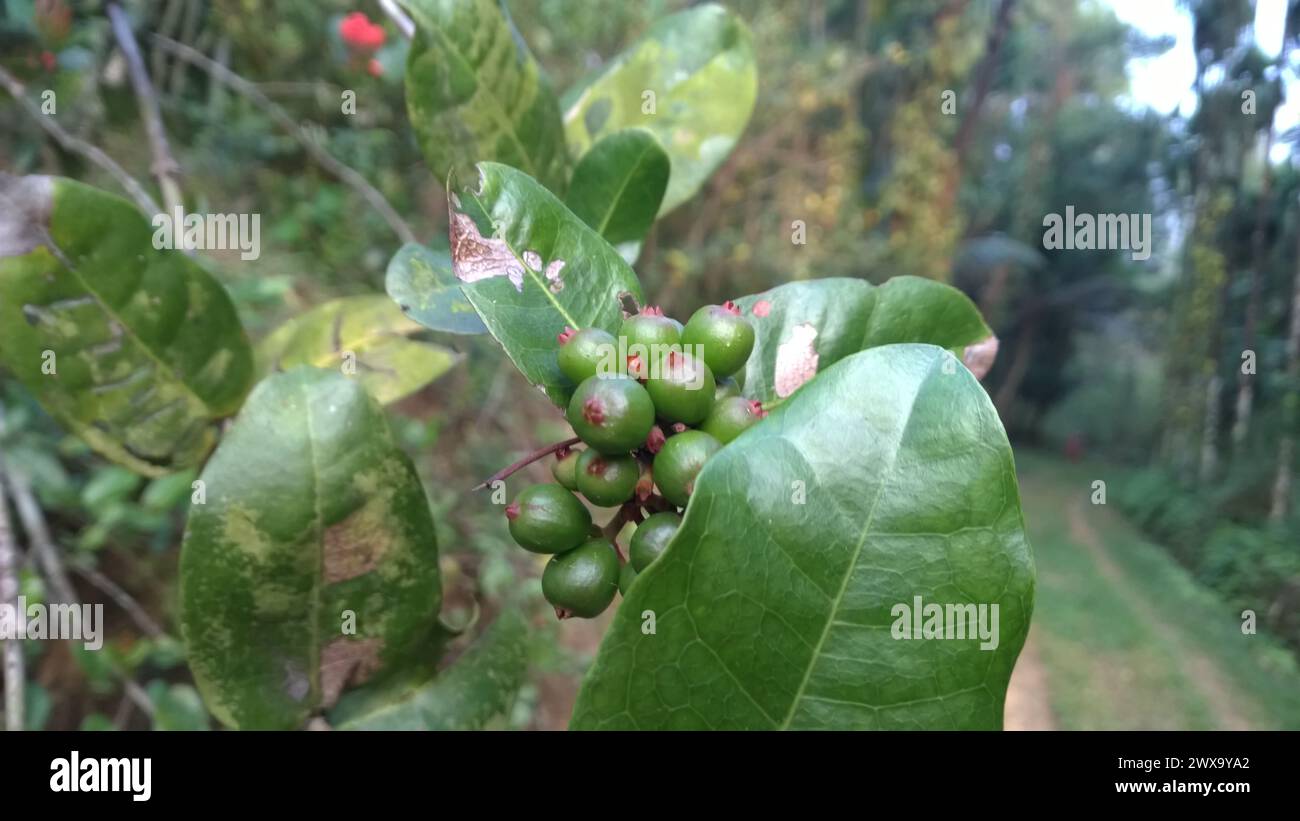 the-wild-tropical-berries-growing-on-a-plant-in-india-stock-photo-alamy