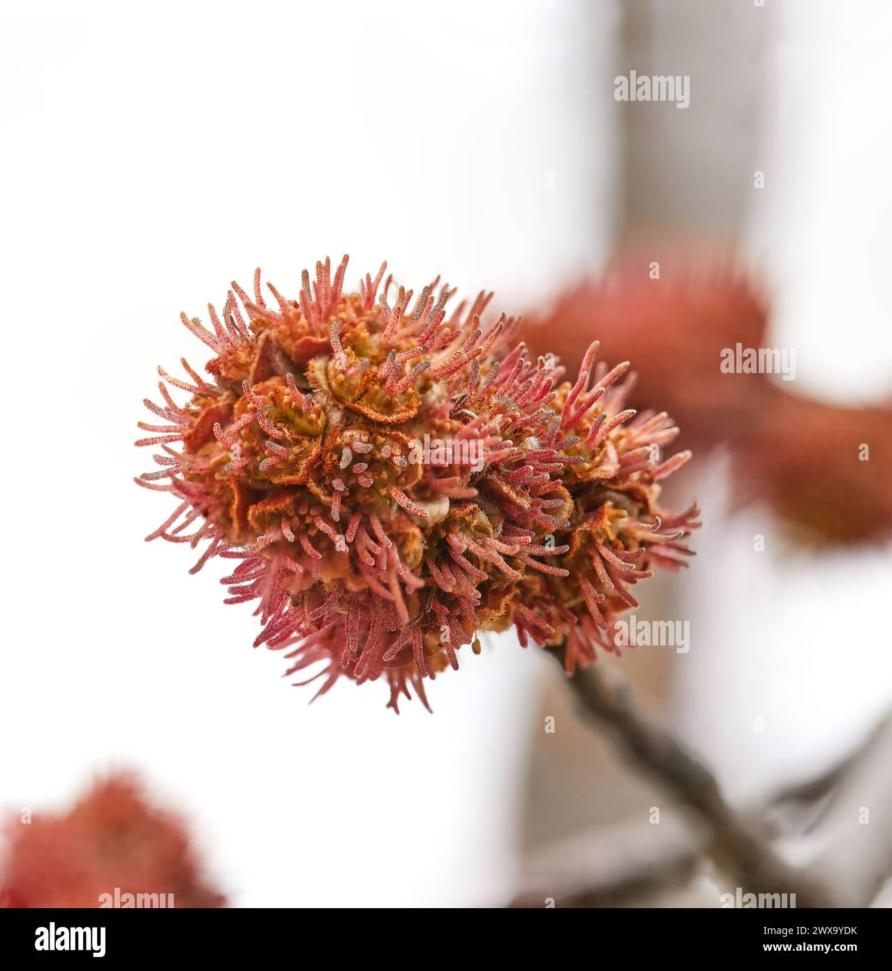 Image of female flowers of sugar maple or silver maple Acer saccharum Stock Photo