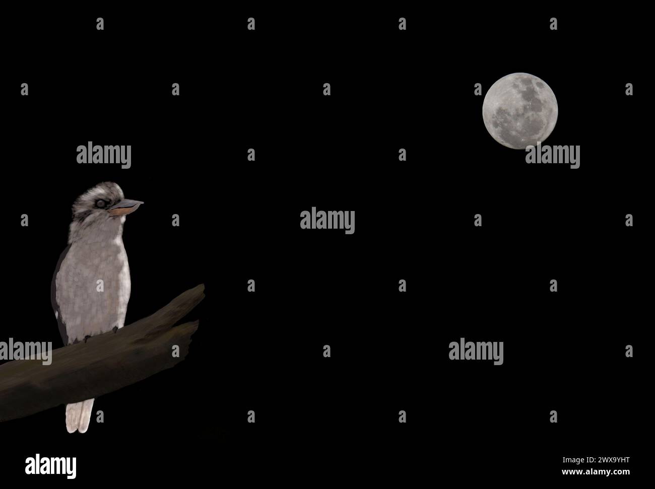 Kookaburra illustration and the moon photo double exposure Stock Photo