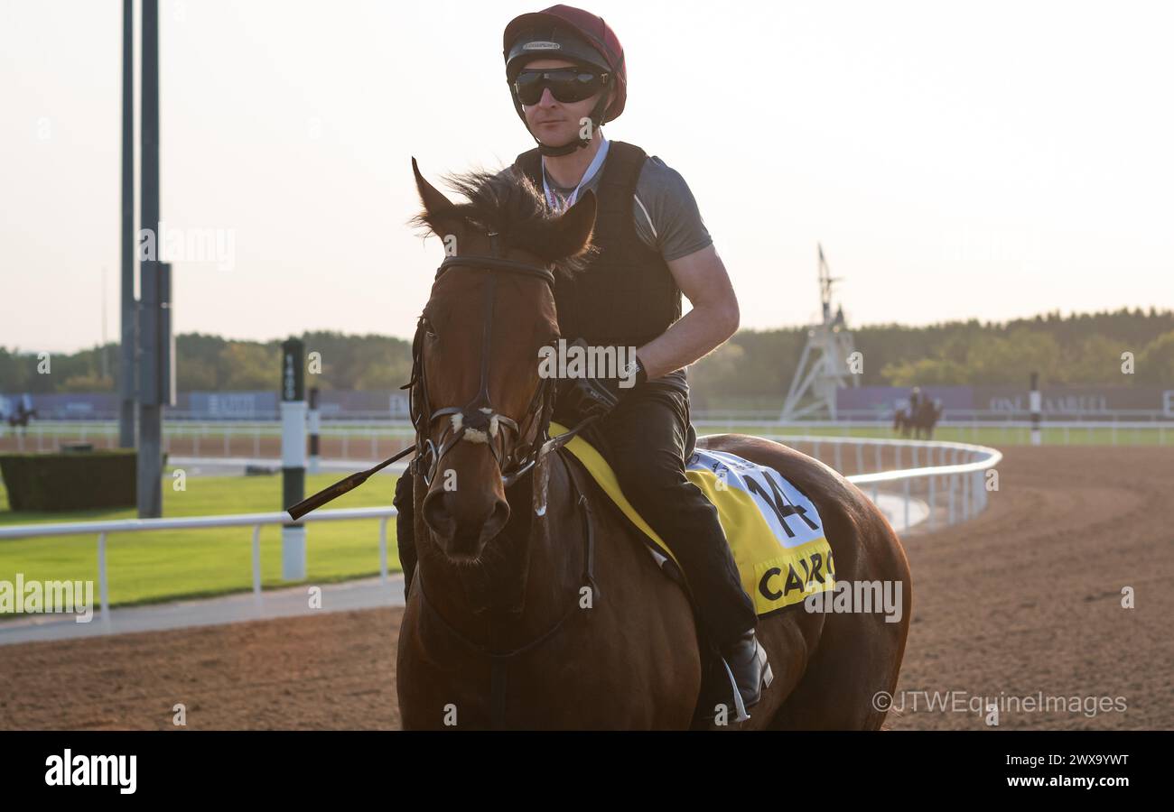 Meydan Racecourse, Dubai, UAE, Friday 29th March 2024; Dubai Turf contender Cairo and their rider take part in trackwork at Meydan Racecourse, ahead of the Dubai World Cup meeting on Saturday 30th March 2024. Credit JTW Equine Images / Alamy Live News Stock Photo