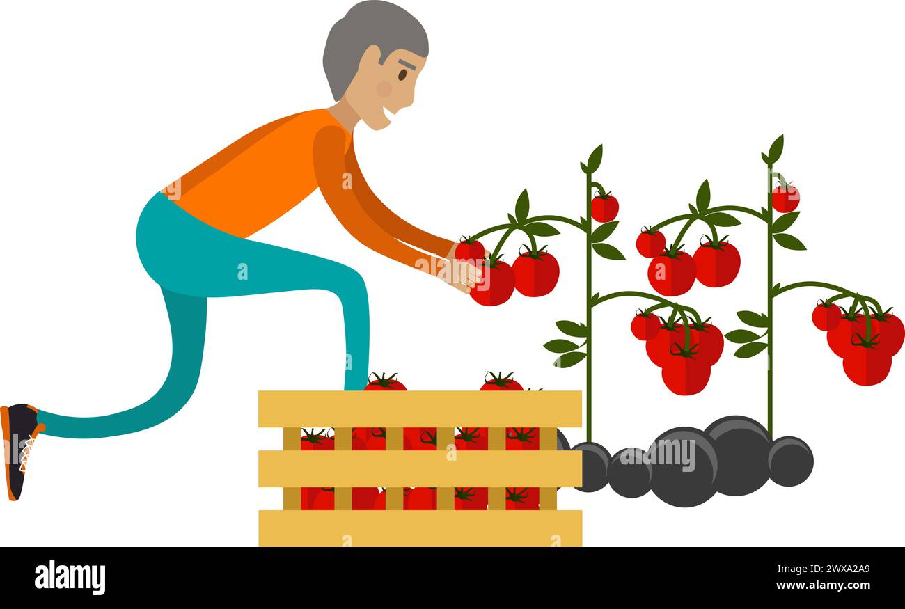 Man farmer harvesting tomato vector icon isolated on white Stock Vector ...