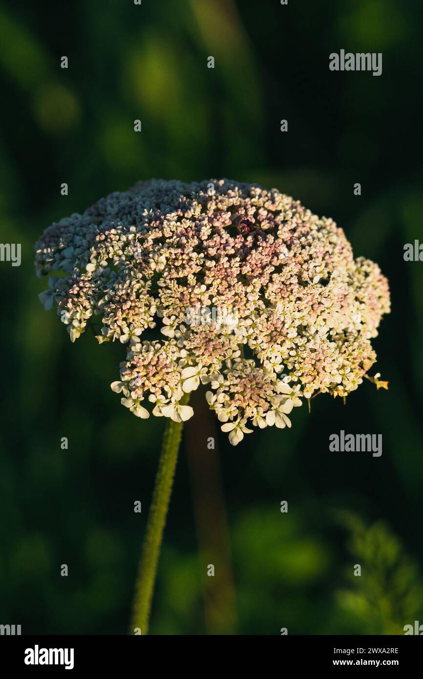 Flower with tiny petals, Apiaceae (Umbelliferae) family, common in Europe Stock Photo
