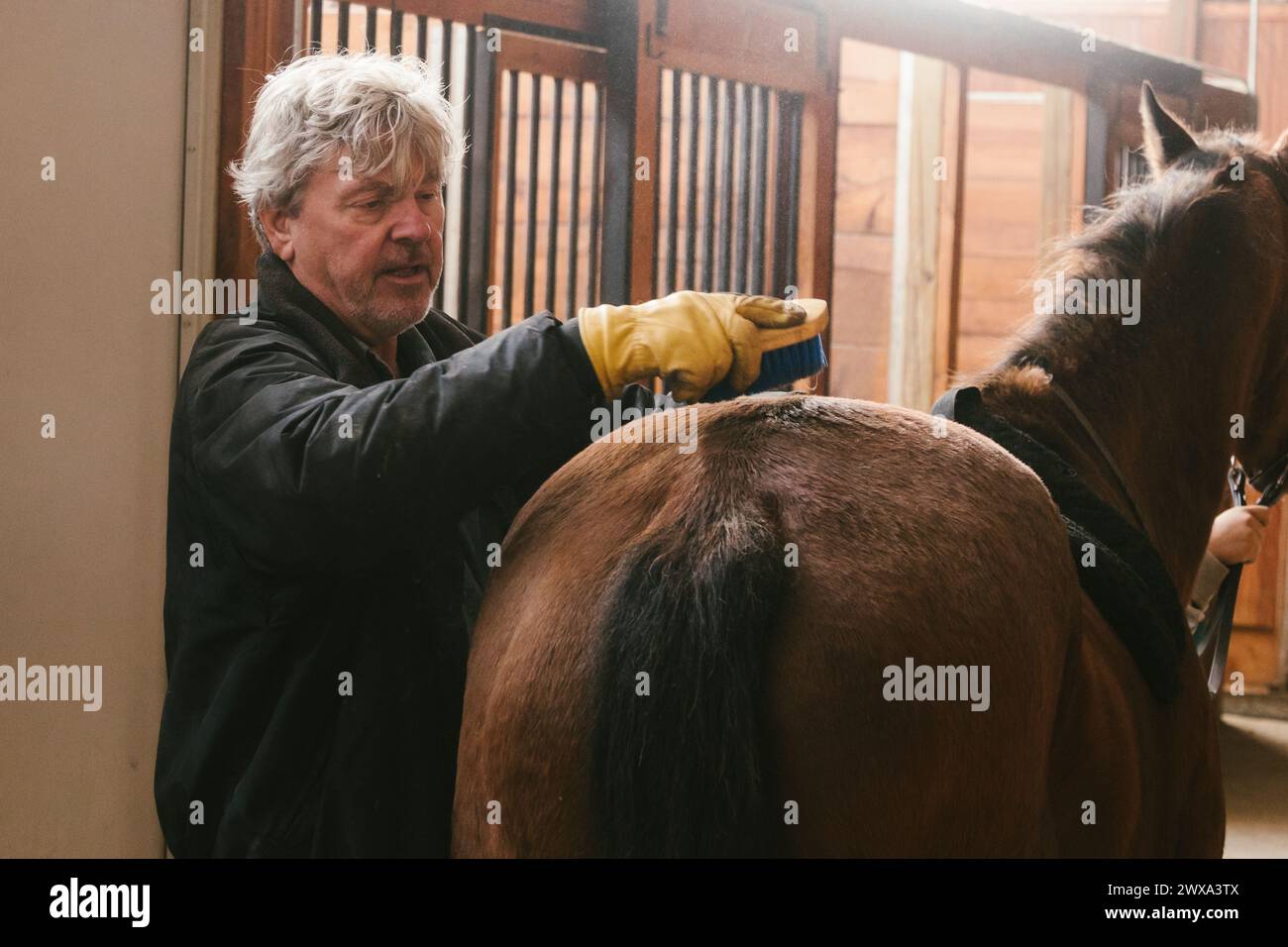Man brushes out the coat of a horse fur in a wood paneled barn Stock Photo Alamy