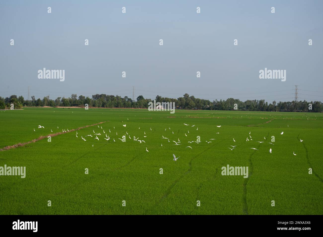 Typical Vietnamese Rice Fields with White Birds Flying Stock Photo