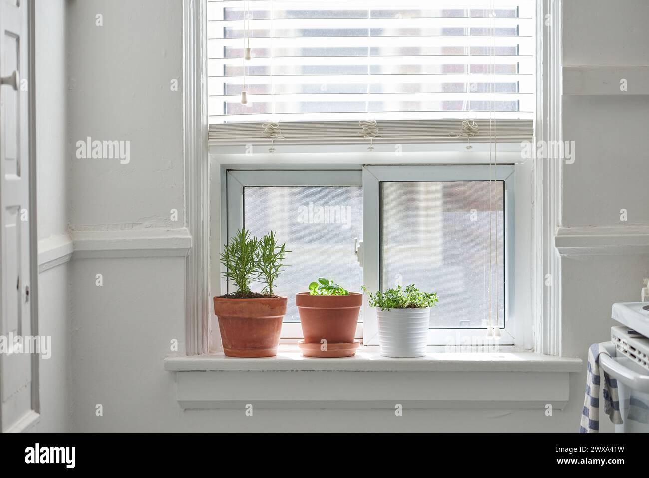 Kitchen herbs on window ledge in pots Stock Photo - Alamy
