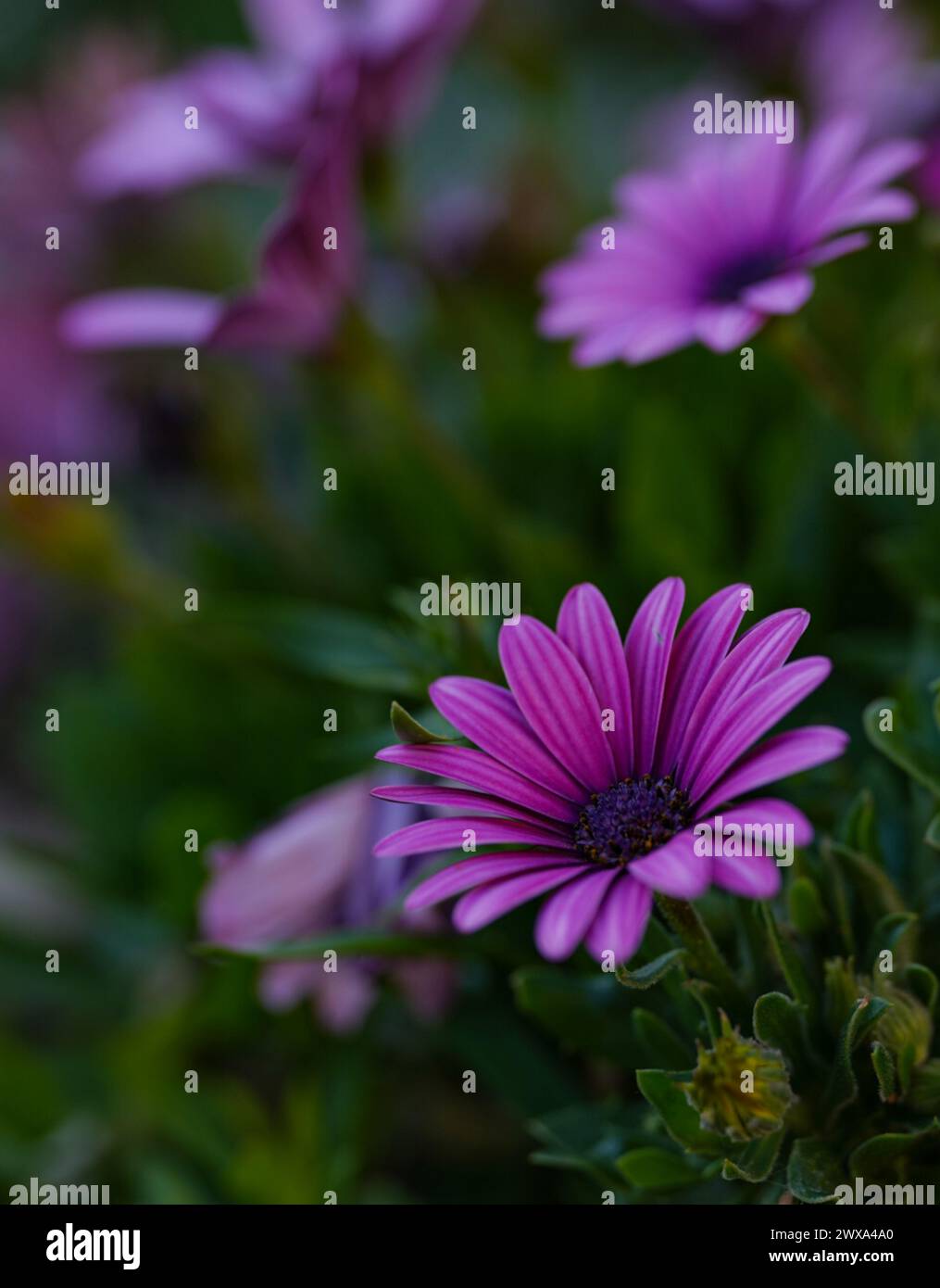 Deep purple daisies in bloom Stock Photo