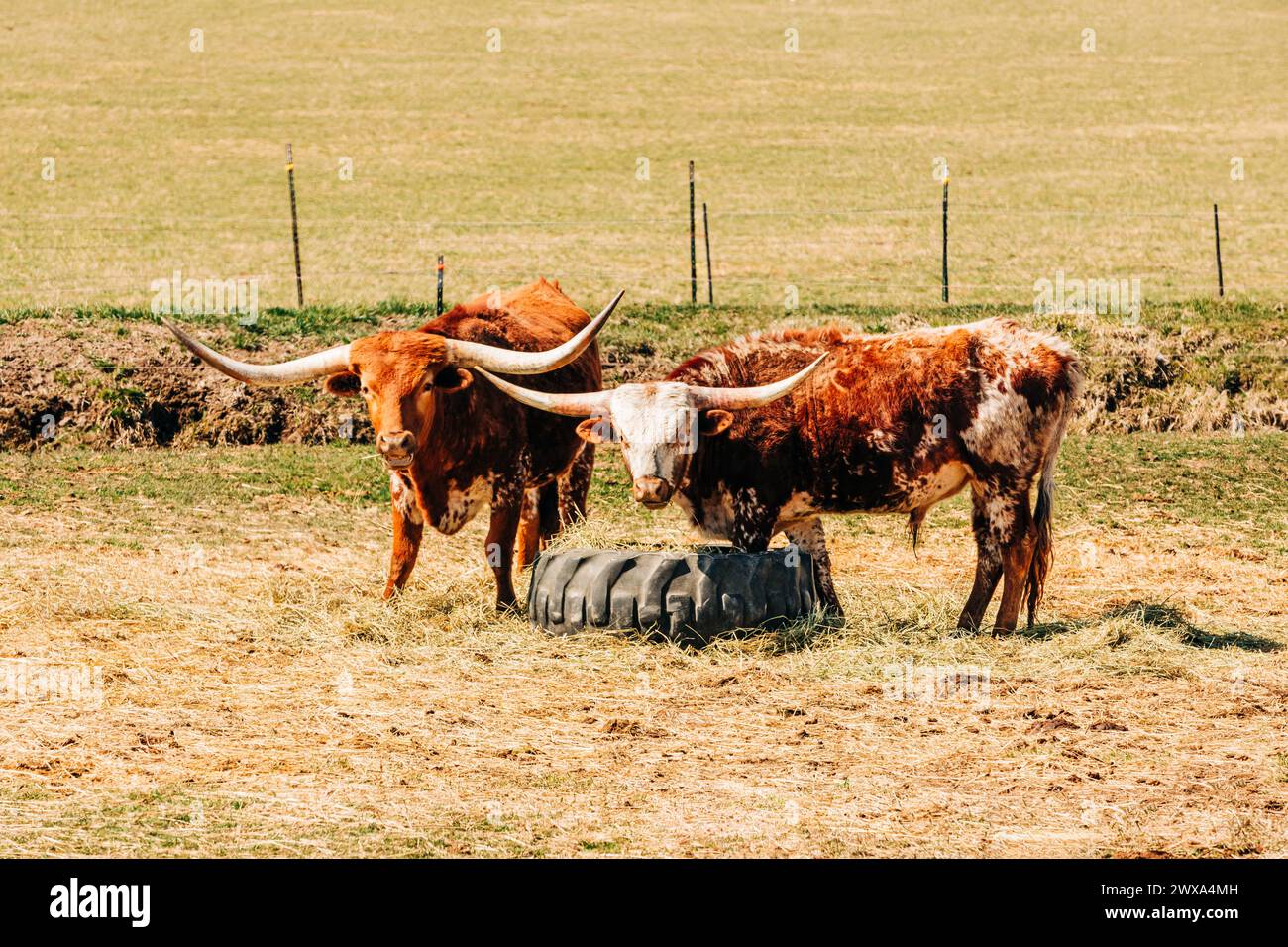 Two steers looking at camera standing near large tire Stock Photo