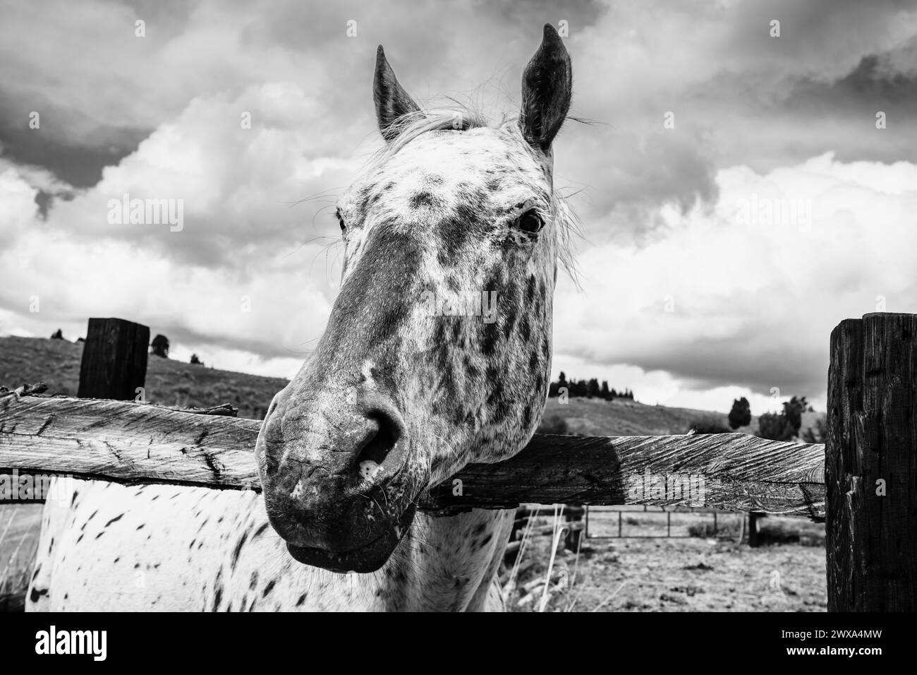 Spotted horse looking over wood fence on stormy day Stock Photo