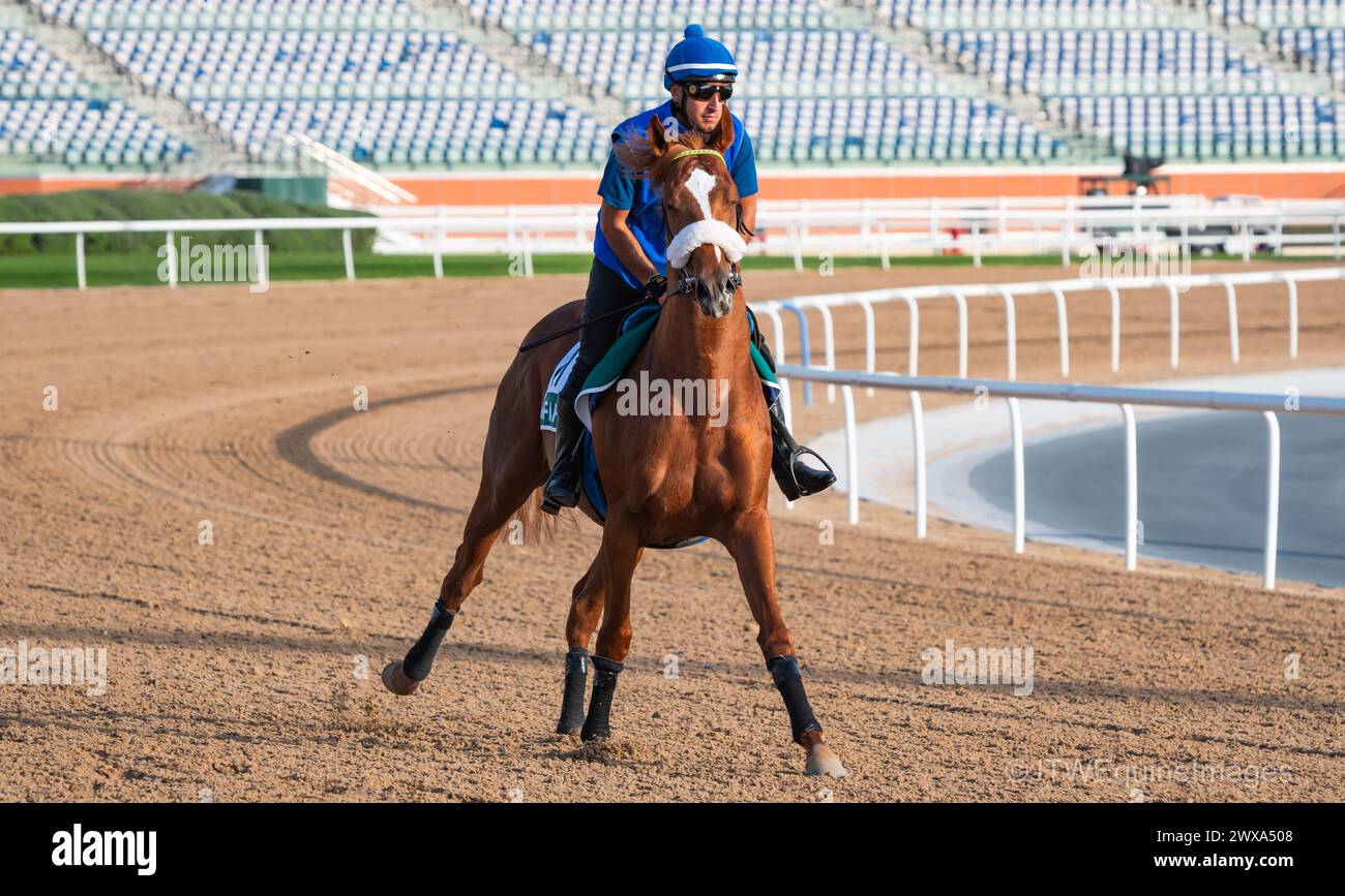 Meydan Racecourse, Dubai, UAE, Friday 29th March 2024; Sheema Classic contender Sisfahan and their rider take part in trackwork at Meydan Racecourse, ahead of the Dubai World Cup meeting on Saturday 30th March 2024. Credit JTW Equine Images / Alamy Live News Stock Photo