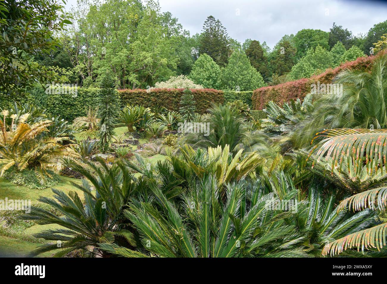 The Cycas Valley also known as Sagú Palm, one of the rarest and most primitive species that exist today is located in the exotic botanical garden 'Ter Stock Photo