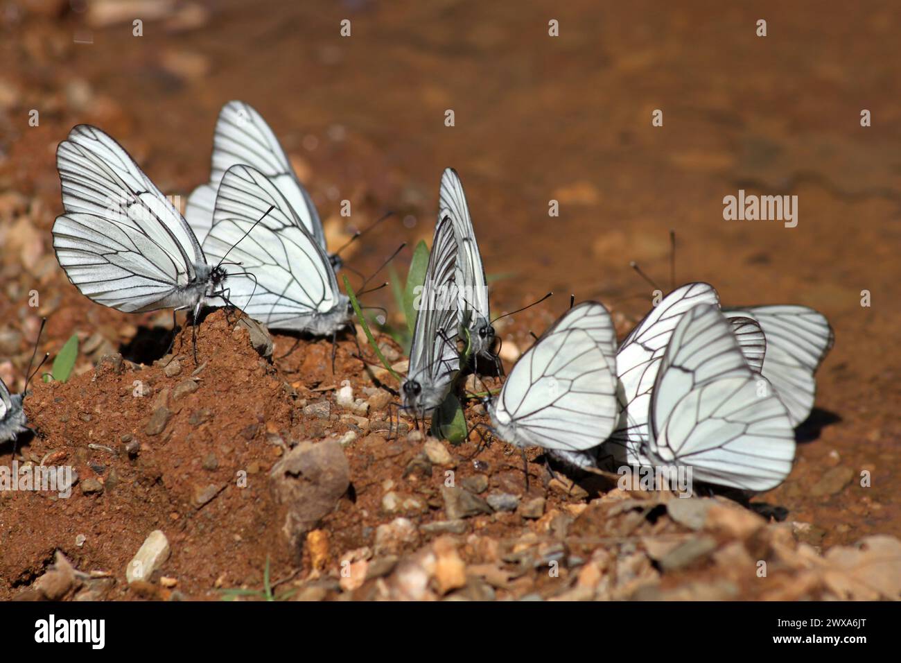 Large group of butterflies Stock Photo - Alamy
