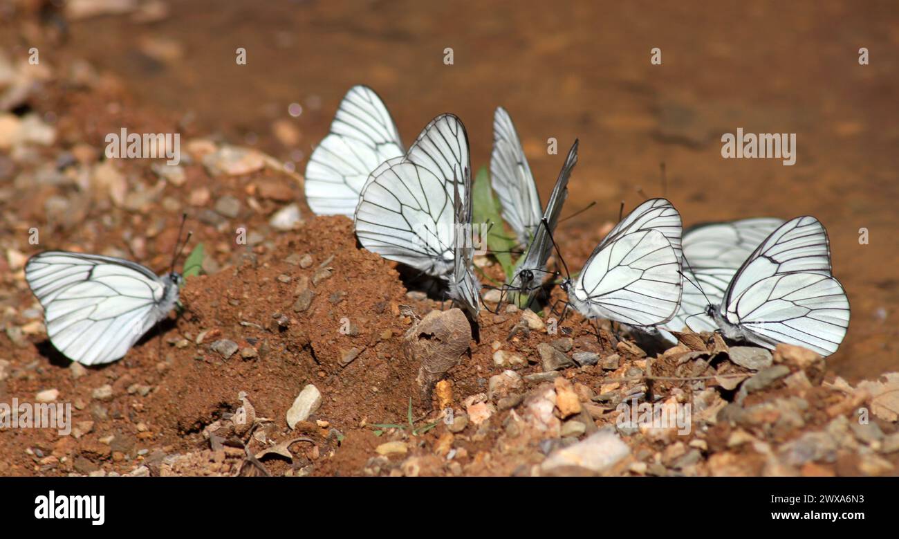 Large group of butterflies Stock Photo - Alamy