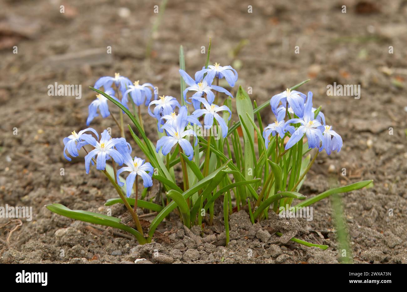 A flowering clump of Scilla forbesii, known as Forbes glory-of-the-snow in a flower bed on a sunny spring day. Stock Photo