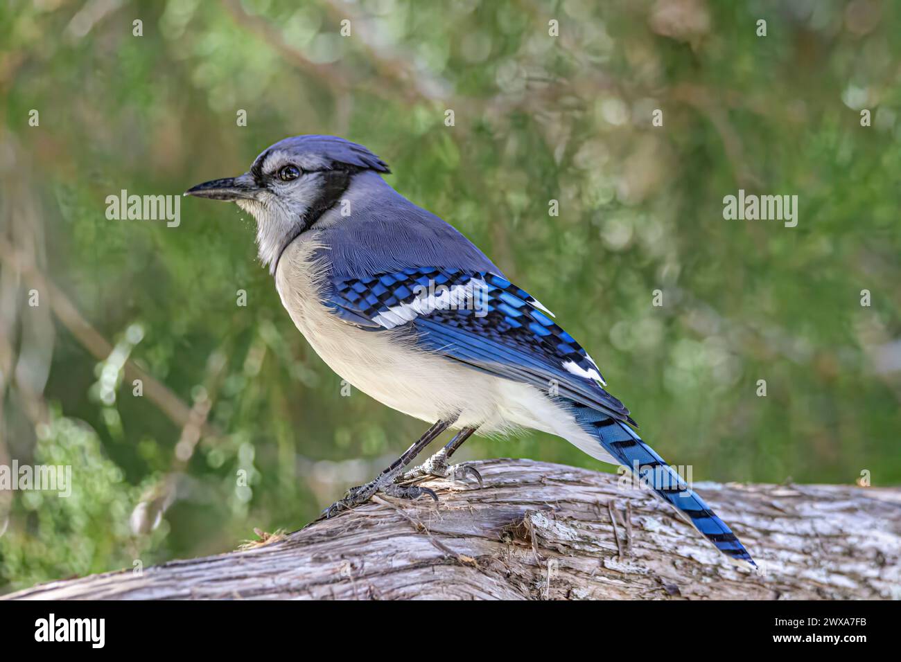 A Jay perched on a log in forest setting Stock Photo