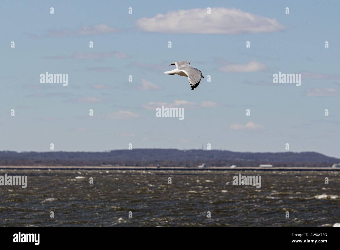 A white bird soaring above water with land in the background Stock Photo