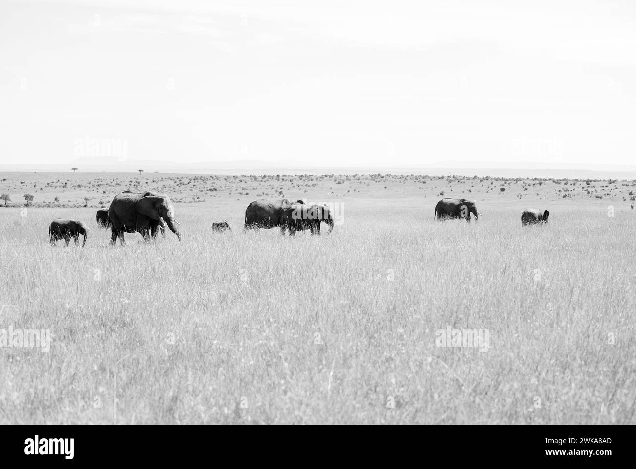 Elephants in Amboseli Masai Mara reserve in Kenya Stock Photo