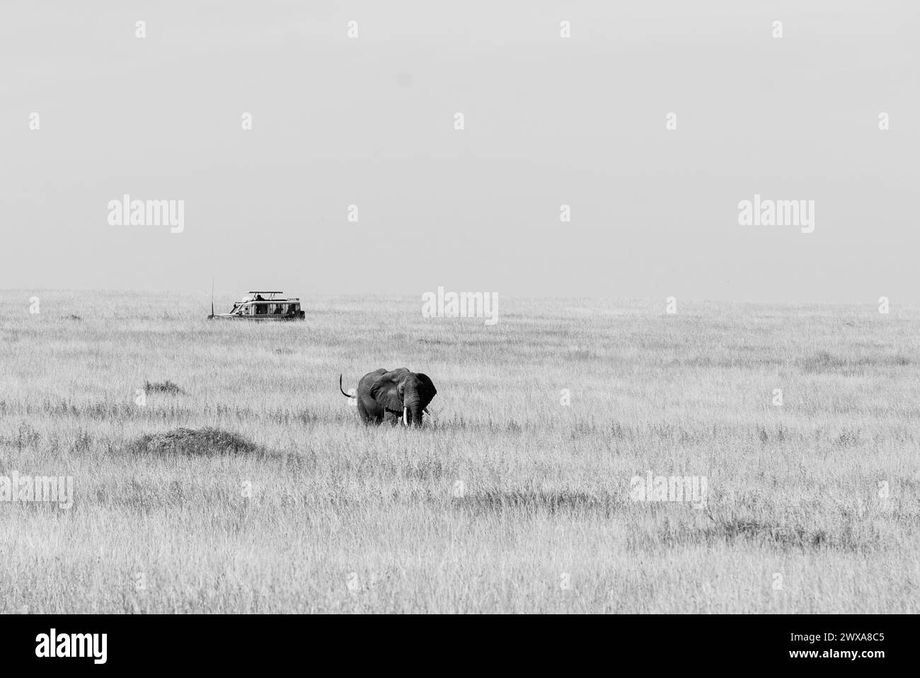 Elephants in the kenyan environment in the wonderful amboseli national reserve Stock Photo