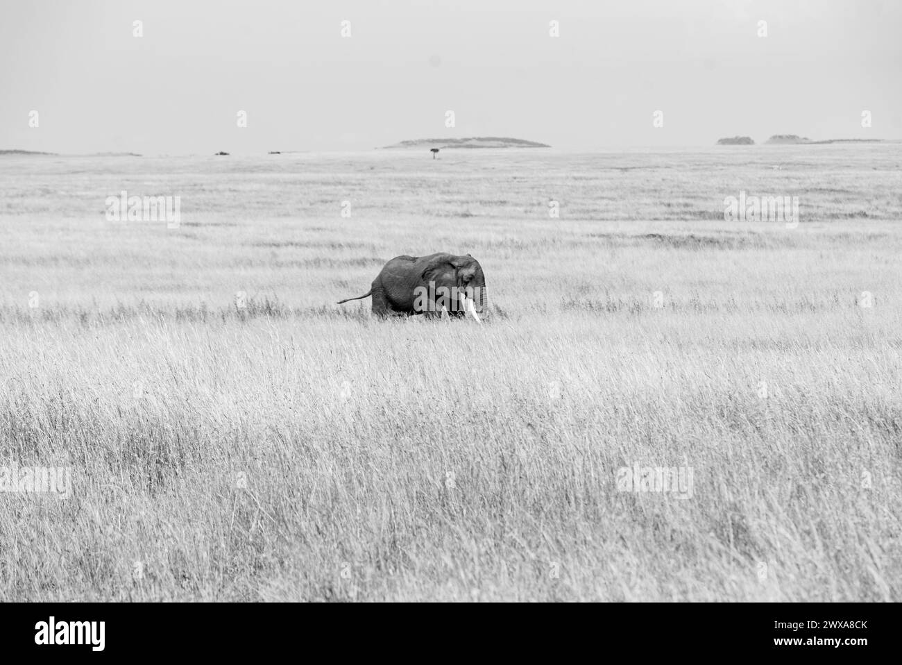 Elephants in the kenyan environment in the wonderful amboseli national reserve Stock Photo