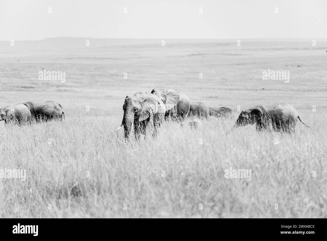 Elephants in the kenyan environment in the wonderful amboseli national reserve Stock Photo