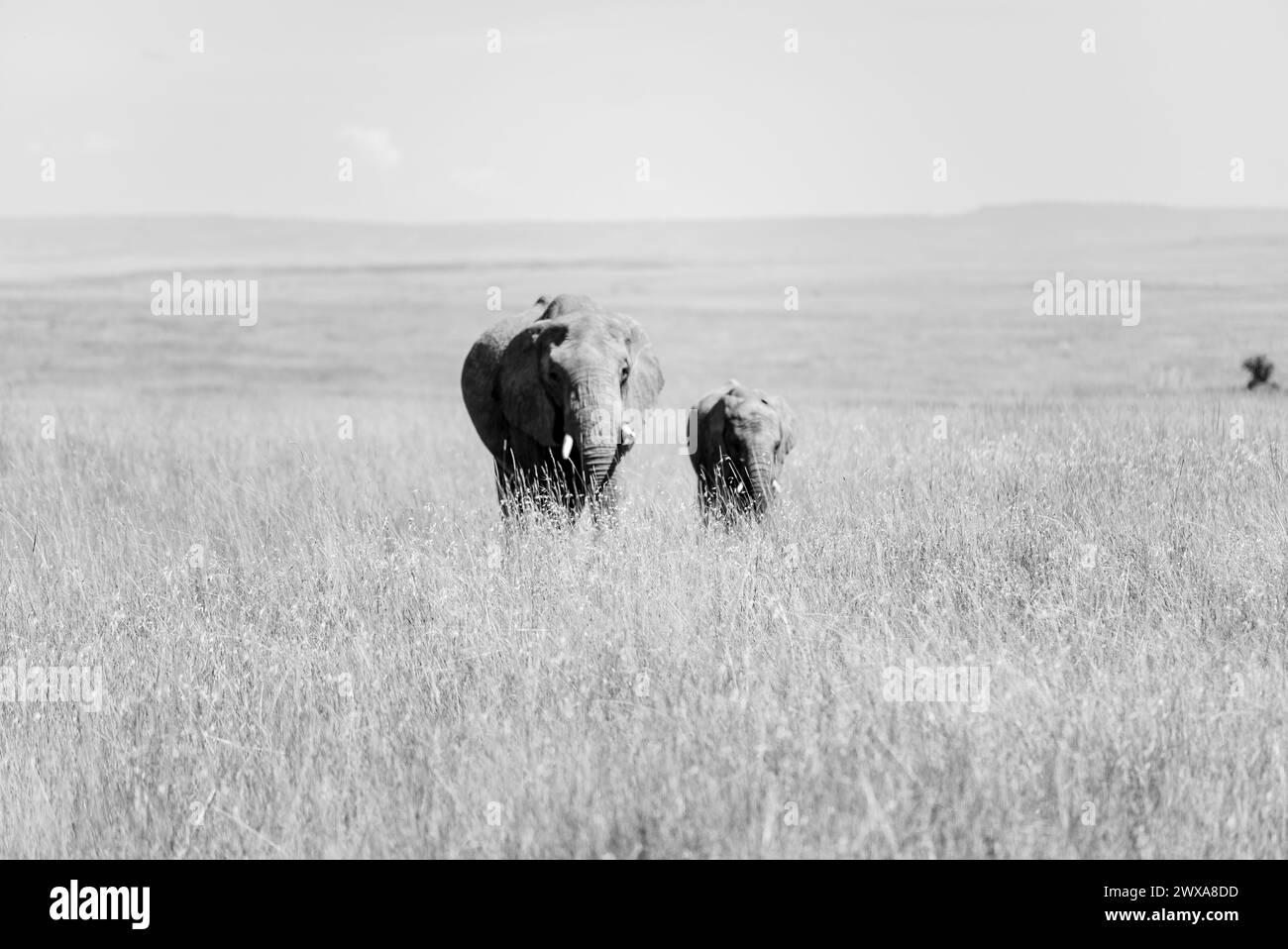 Elephants in the kenyan environment in the wonderful amboseli national reserve Stock Photo