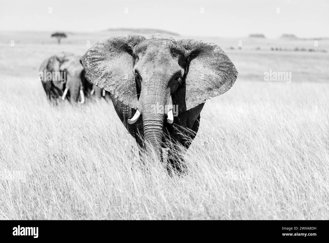Elephants in the kenyan environment in the wonderful amboseli national reserve Stock Photo