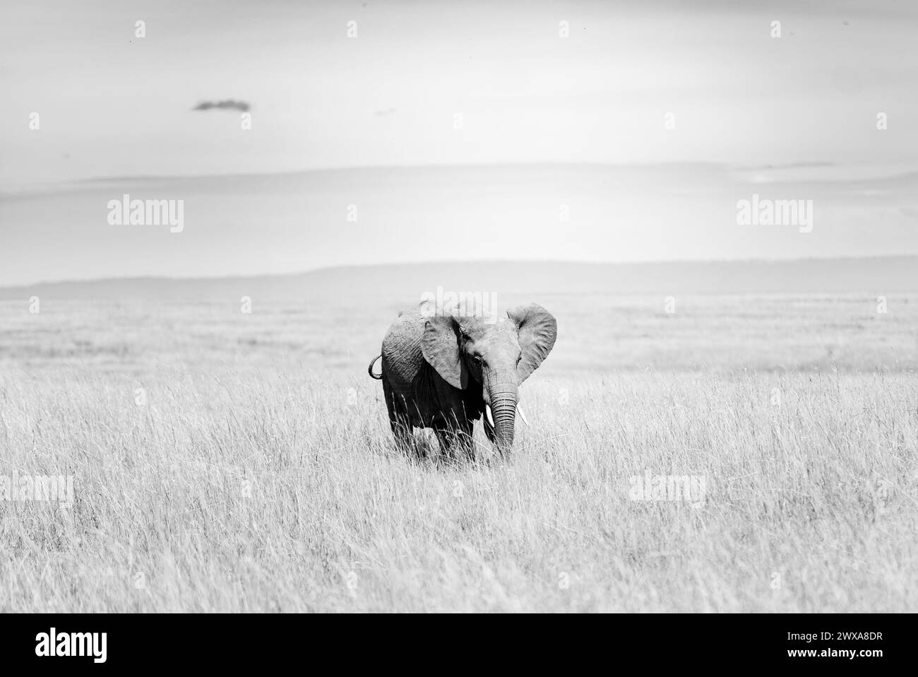 Elephants in the kenyan environment in the wonderful amboseli national reserve Stock Photo