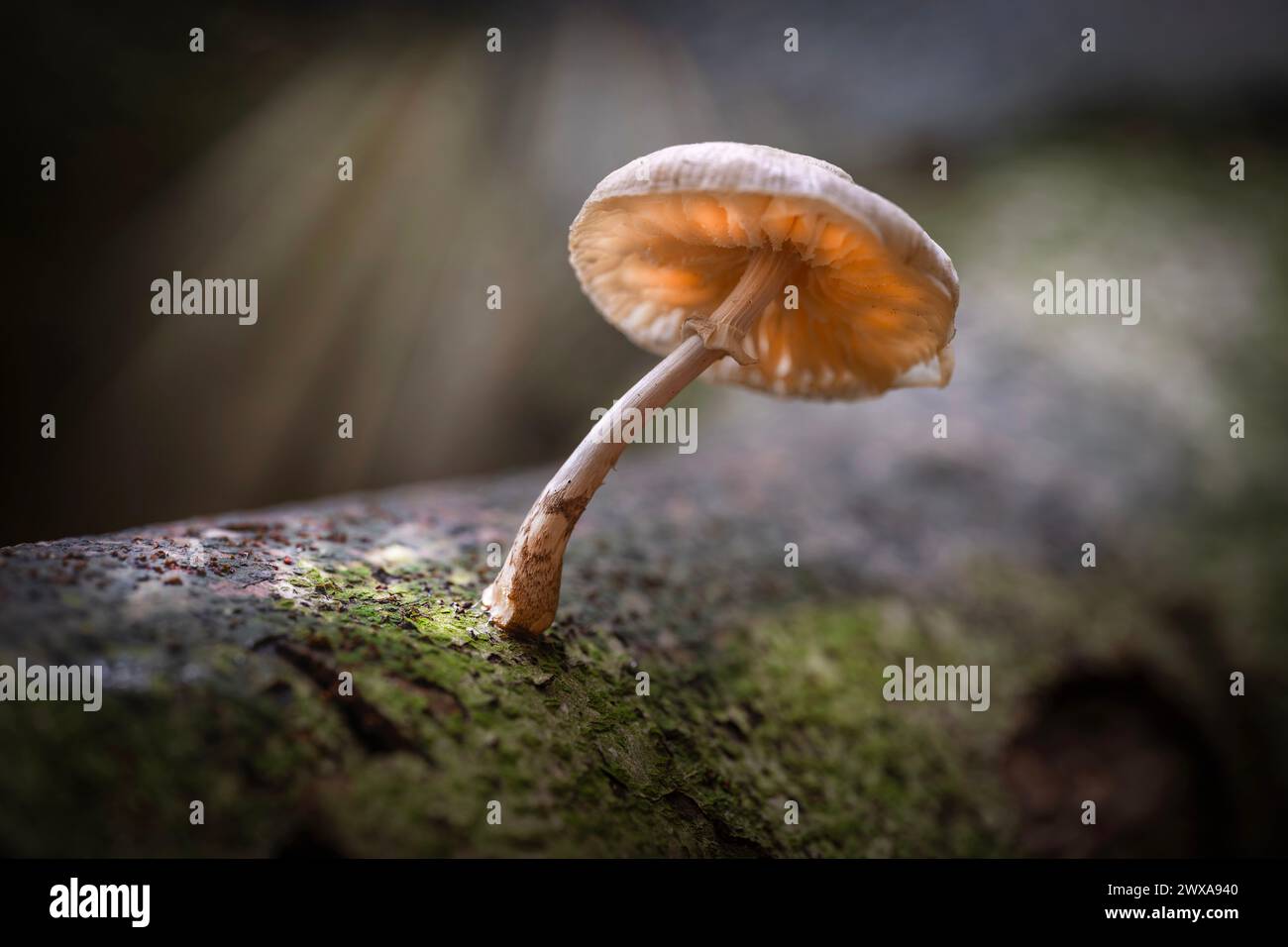 Mushroom on a fallen tree in the autumn sun in a forrest in the east of the Netherlands Stock Photo