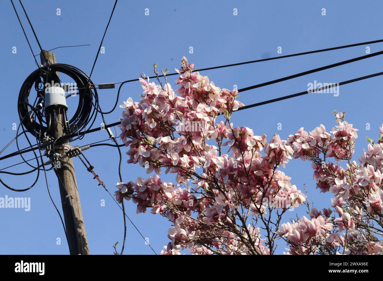 Budapest, Hungary. March, 29, 2024  - Weather, travel on the morning of Easter Good Friday in the capital city is full of flowers, sightseeing GUESS advertising around the Gellért Hotel, Szabadság statue, Bálna, Szabadság bridge Credit Ilona Barna BIPHOTONEWS, Alamy Live News Stock Photo