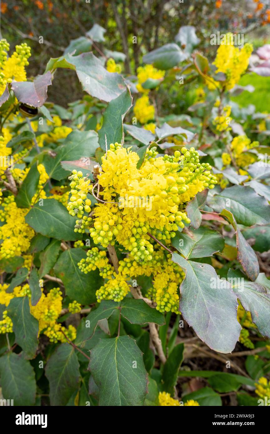 Berberis aquifolium, the Oregon grape or holly-leaved barberry, is a species of flowering plant in the family Berberidaceae. Stock Photo