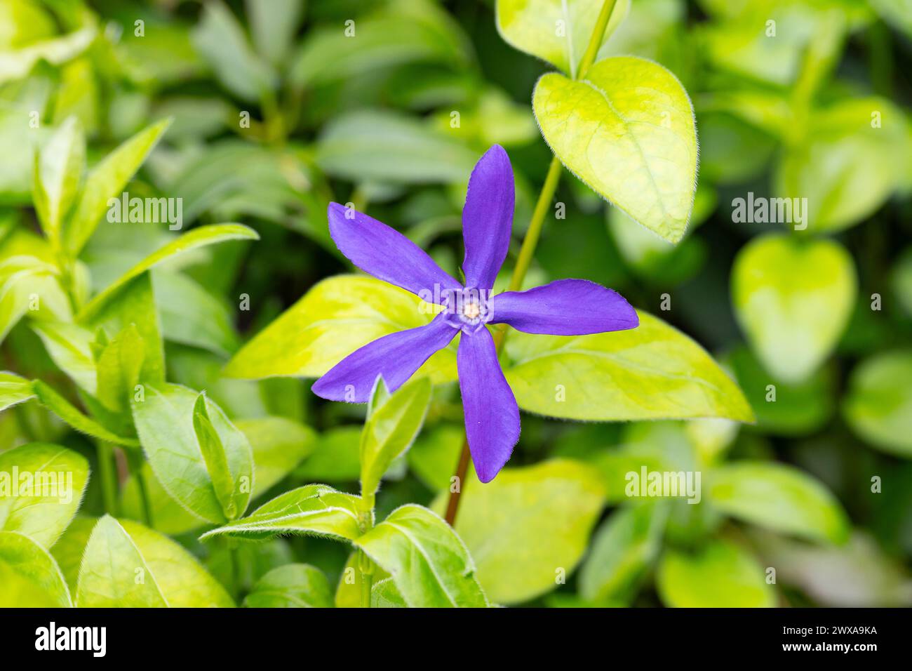Vinca major, with the common names bigleaf periwinkle, large periwinkle, greater periwinkle and blue periwinkle, is a species of flowering plant in th Stock Photo